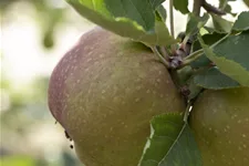 Apfel 'Roter Boskoop' Stammbusch, Topfgröße 10 Liter MM111