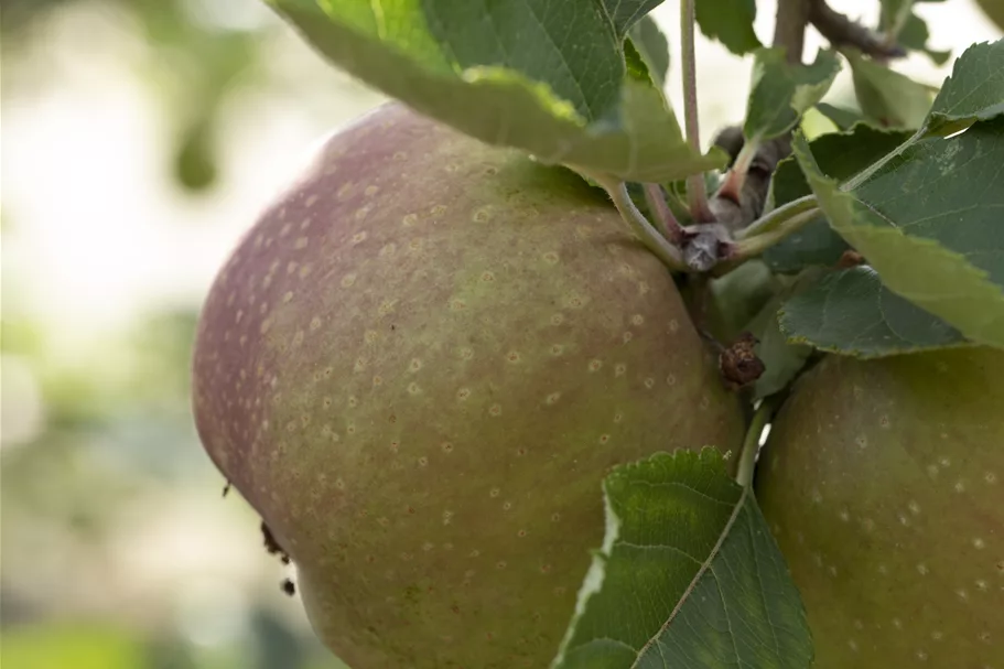 Apfel 'Roter Boskoop' Stammbusch, Topfgröße 10 Liter MM111