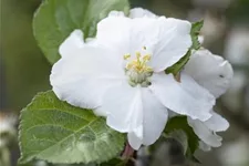 Apfel 'Roter Boskoop' Stammbusch, Topfgröße 10 Liter MM111