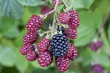 Brombeere Polar Fruits® 'Blackberry' Topfgröße 5 Liter / Höhe 50-60cm