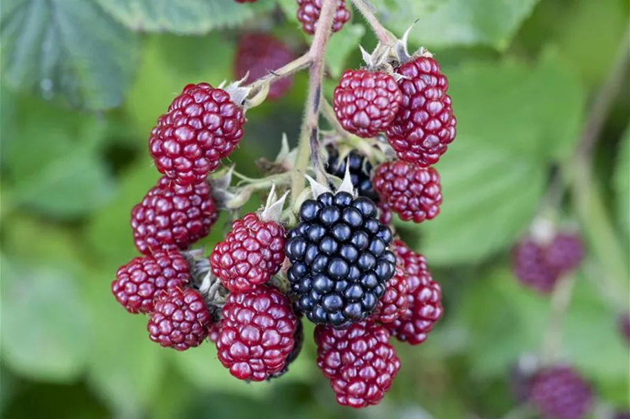 Brombeere Polar Fruits® 'Blackberry' Topfgröße 5 Liter / Höhe 50-60cm