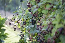 Brombeere Polar Fruits® 'Blackberry' Topfgröße 5 Liter / Höhe 50-60cm