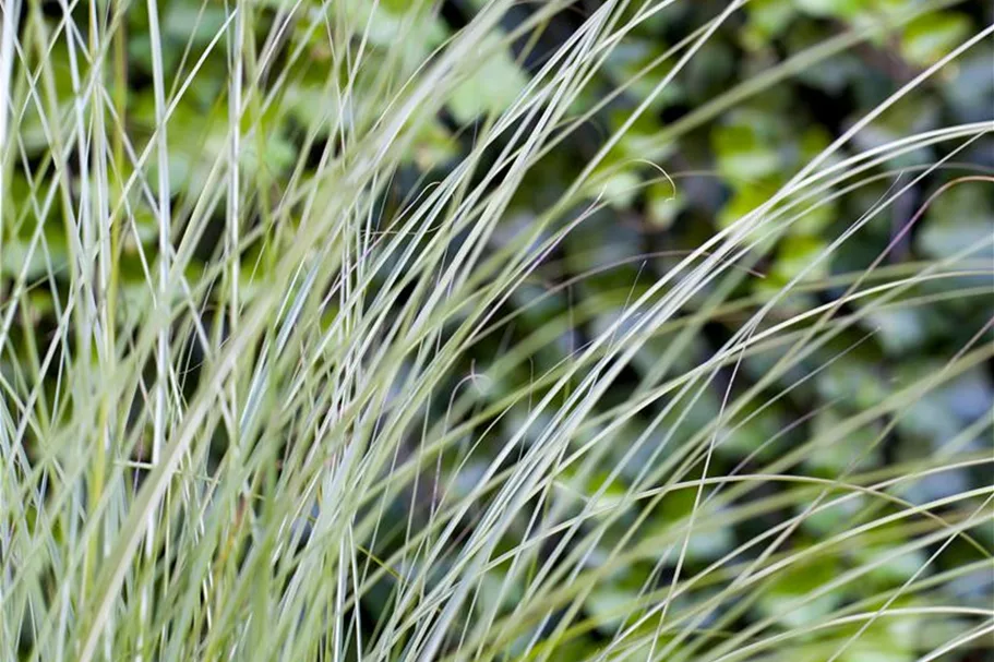 Garten-Chinaschilf 'Gracillimus' Topfgröße 5 Liter