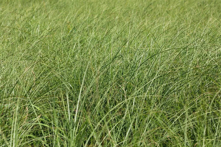 Garten-Chinaschilf 'Gracillimus' Topfgröße 5 Liter