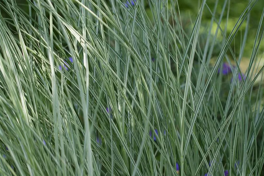 Garten-Chinaschilf 'Morning Light' Topfgröße 5 Liter