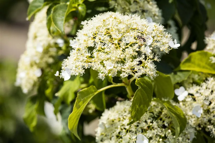 Kletterhortensie Topfgröße 4,6 Liter / Höhe 60-80cm