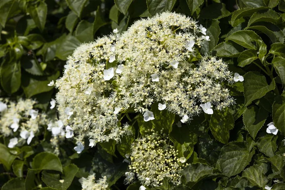 Kletterhortensie Topfgröße 4,6 Liter / Höhe 60-80cm