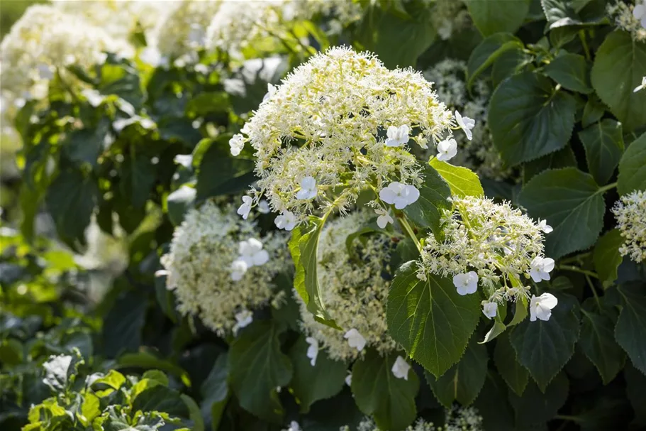 Kletterhortensie Topfgröße 4,6 Liter / Höhe 60-80cm