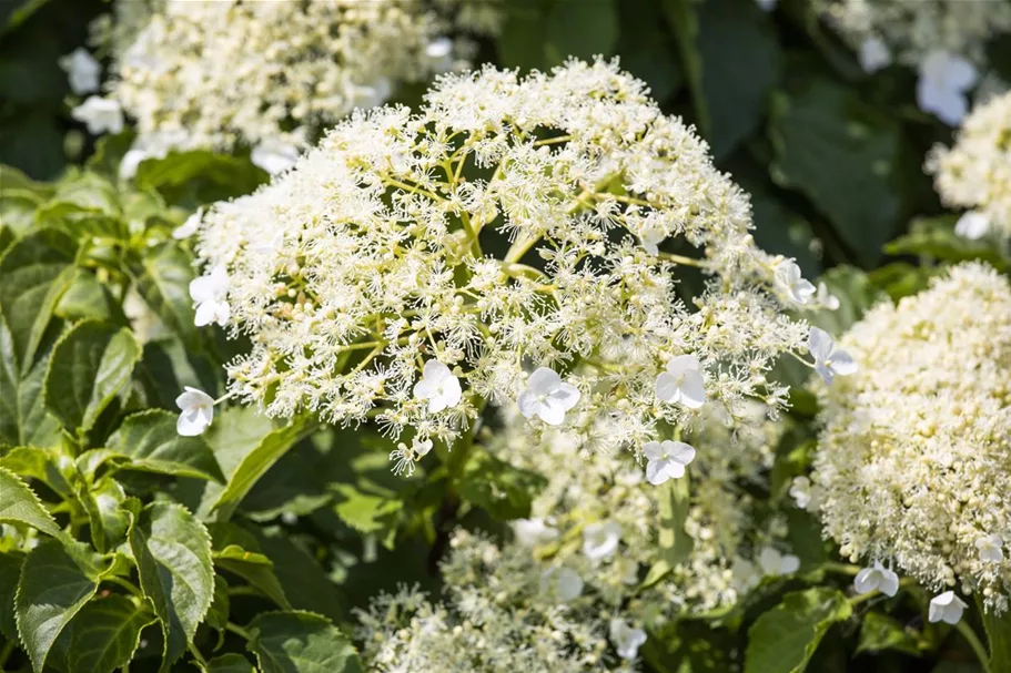 Kletterhortensie Topfgröße 4,6 Liter / Höhe 60-80cm