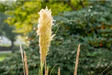 Kleines Garten-Pampasgras 'Pumila' Topfgröße 5 Liter