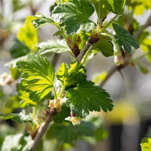 Stachelbeere Polar Fruits® 'Green Goose Berry'