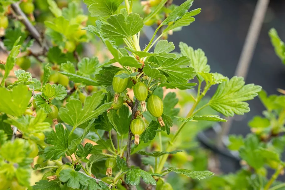 Stachelbeere Polar Fruits® 'Green Goose Berry' Topfgröße 5 Liter / Höhe 50-60cm