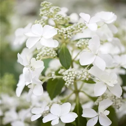 Rispenhortensie 'Butterfly'®