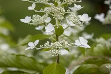 Rispenhortensie 'Butterfly'® Topfgröße 5 Liter