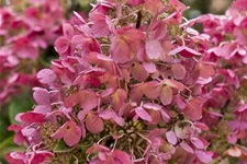 Hydrangea paniculata 'Pinky Winky'® Topfgröße 6 Liter