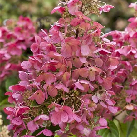 Rispenhortensie 'Diamant Rouge'®