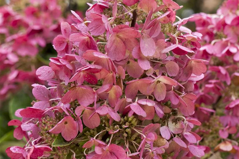 Hydrangea paniculata 'Pinky Winky'® Topfgröße 6 Liter