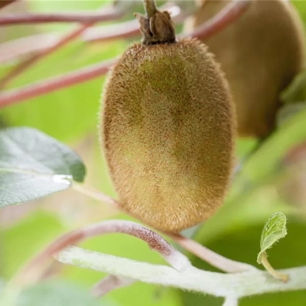 Kiwi 'Hayward'