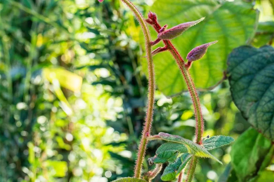 Kiwi 'Hayward'