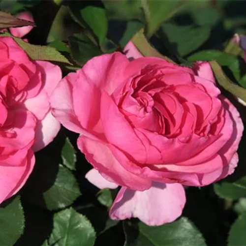 Essbare Rose 'Renée van Wegberg'™