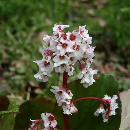 Bergenie 'Silberlicht'