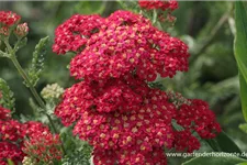 Achillea filipendulina 'Walter Funcke' 9 x 9 cm Topf 0,5 Liter