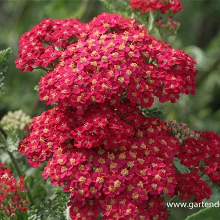 Achillea filipendulina 'Walter Funcke'