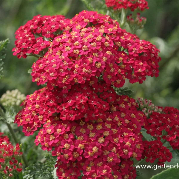 Achillea filipendulina 'Walter Funcke'