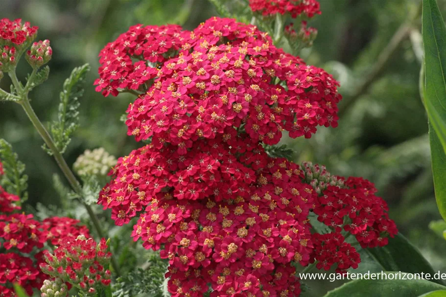 Achillea filipendulina 'Walter Funcke' 9 x 9 cm Topf 0,5 Liter