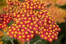 Achillea filipendulina 'Walter Funcke' 9 x 9 cm Topf 0,5 Liter