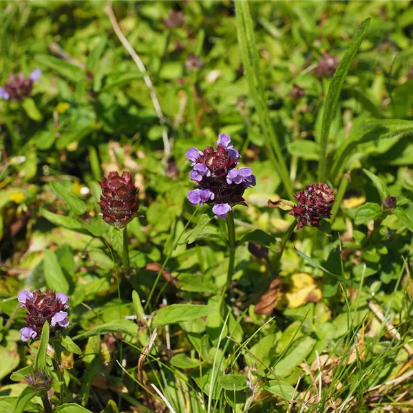 Gewöhnliche Braunelle