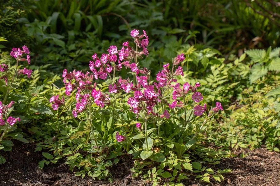 Heimische Tag-Lichtnelke Wildstaude 12 cm Topf