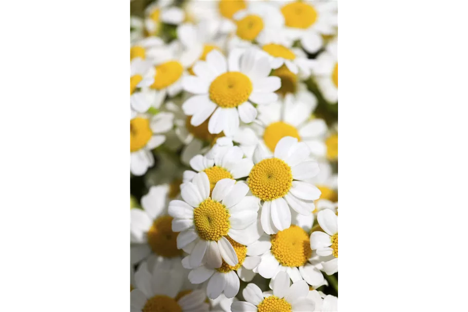 Gewöhnliche Straußmargerite Wildstaude 12 cm Topf