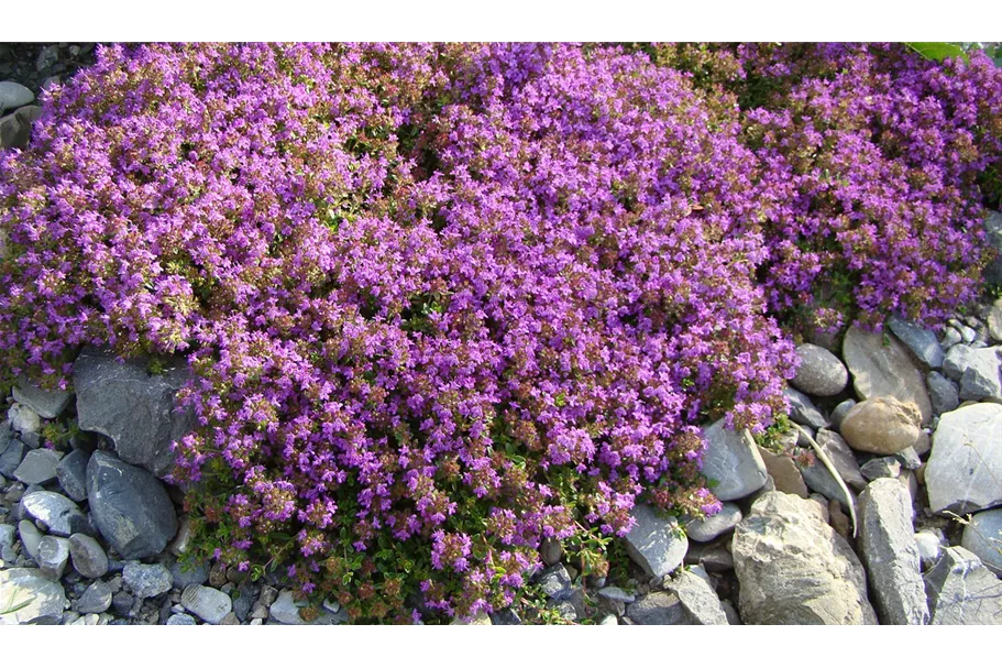 Frühblühender Thymian Wildstaude 12 cm Topf