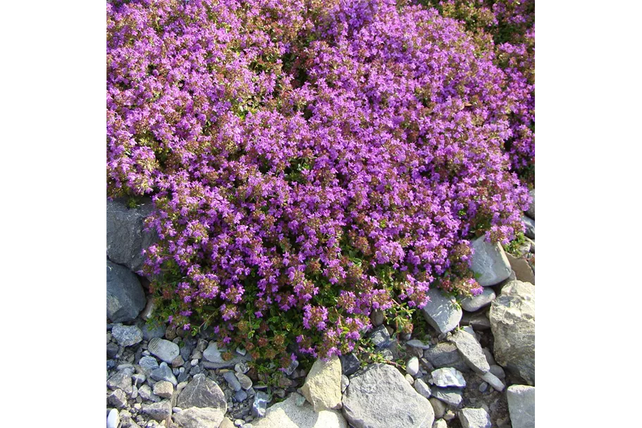 Frühblühender Thymian Wildstaude 12 cm Topf