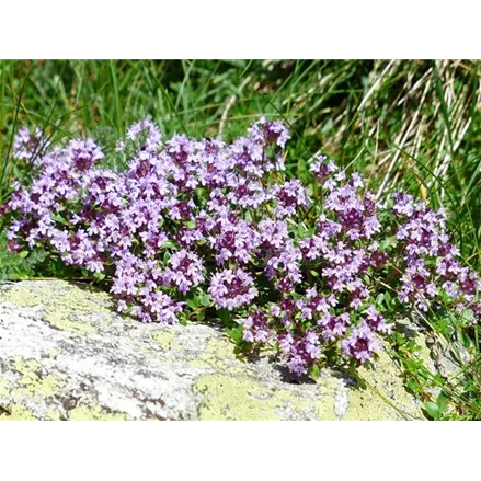 Heimischer Arznei-Thymian