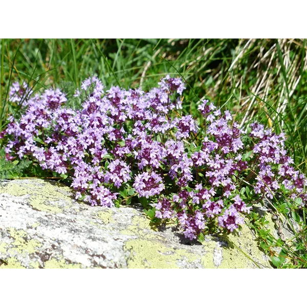 Heimischer Arznei-Thymian