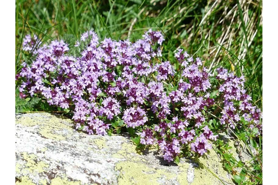 Heimischer Arznei-Thymian 8x8 cm Wildstaude