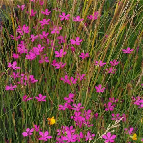 Heimische Heide Nelke