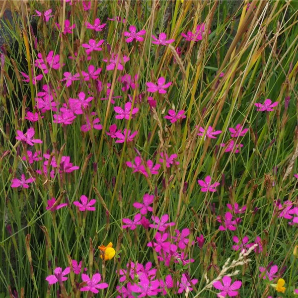 Heimische Heide Nelke