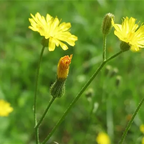 Gewöhnliches Ferkelkraut