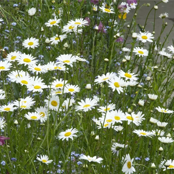 Heimische Wiesenmargerite