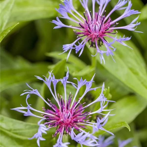 Berg-Flockenblume