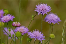 Wiesen-Witwenblume 9x9 cm Wildstaude