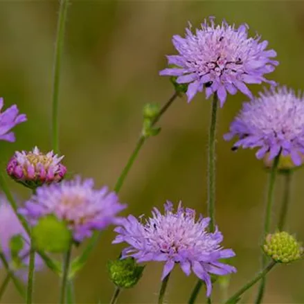 Wiesen-Witwenblume