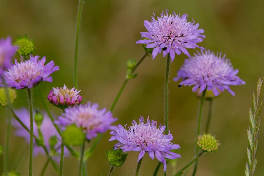 Wiesen-Witwenblume 9x9 cm Wildstaude