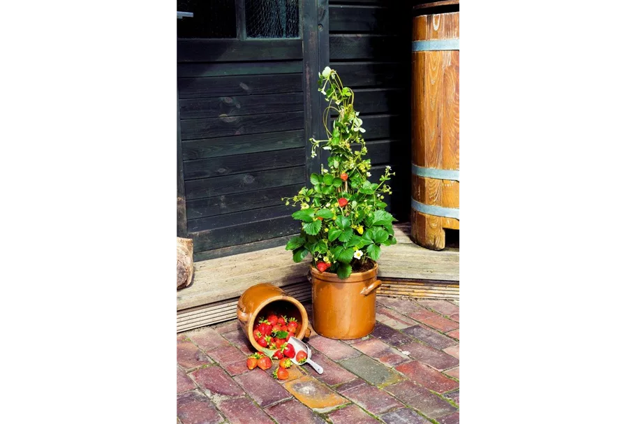 4-Monatserdbeere 'Lucky Berry'® Topfgröße 4,6 Liter / Höhe 40-50cm