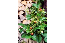 4-Monatserdbeere 'Lucky Berry'® Topfgröße 4,6 Liter / Höhe 40-50cm