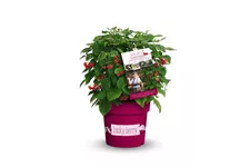 Himbeere 'Lucky Berry'® Topfgröße 4,6 Liter / Höhe 40-50cm