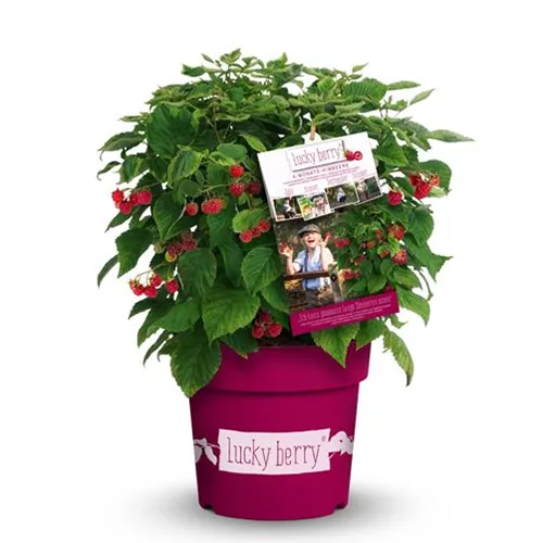 Himbeere 'Lucky Berry'®